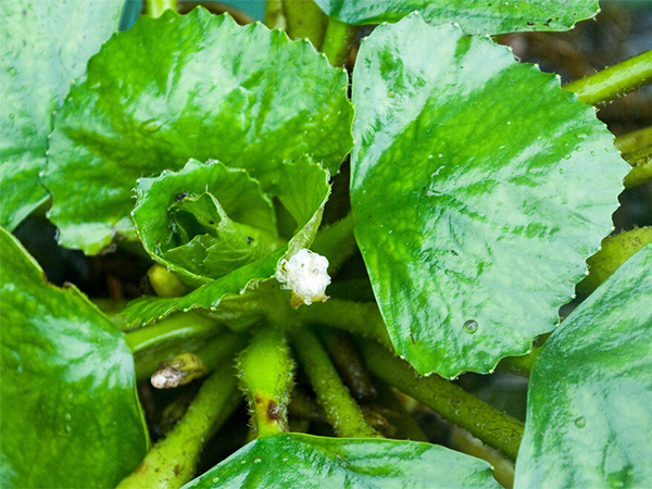 How to Identify and Manage Invasive Plants in Your Yard