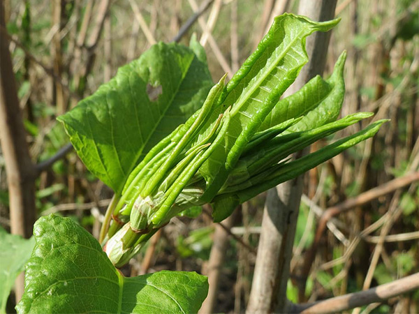 What Makes a Plant Invasive?