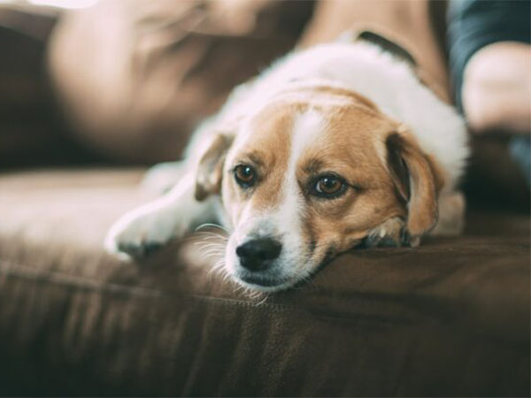 Supporting Your Dog or Cat’s Kidney Health Through Proper Nutrition