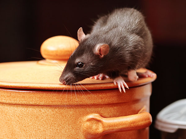 How to Treat and Prevent a Kitchen Pest Infestation