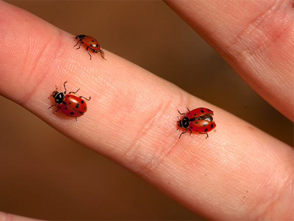 Dealing with a Ladybug Infestation
