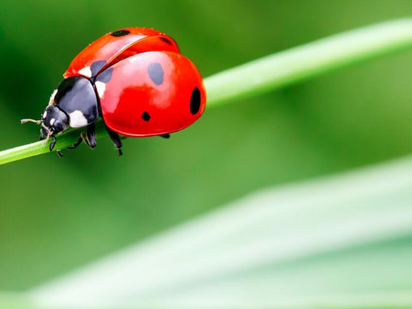 Harnessing Natural Wildlife for Eco-Friendly Pest Control