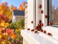 How to Deal with a Ladybug Infestation in Your Home