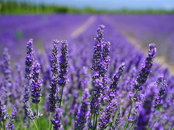 Beautiful Purple Perennials to Add Lasting Color to Your Garden