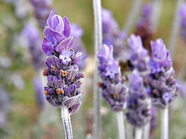Heat-Tolerant Perennials That Thrive in Full Sun