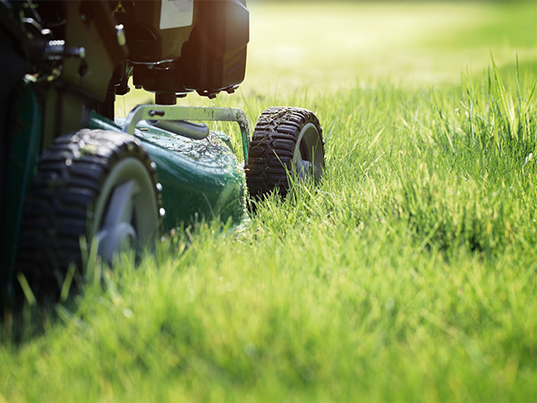 Year-Round Lawn Care Tips for a Healthy, Beautiful Lawn