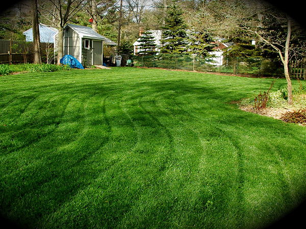 14 Things You Should Never Do to Your Lawn