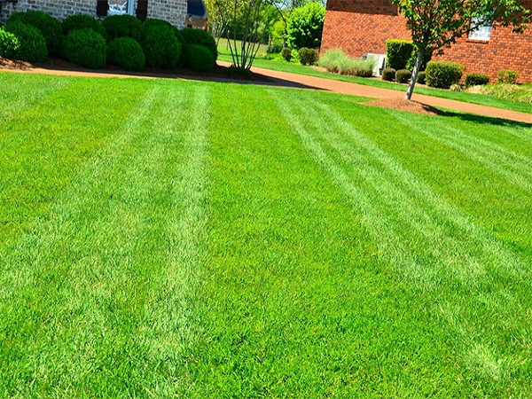 7 Practical Ways to Improve Yard Drainage and Prevent Water Problems