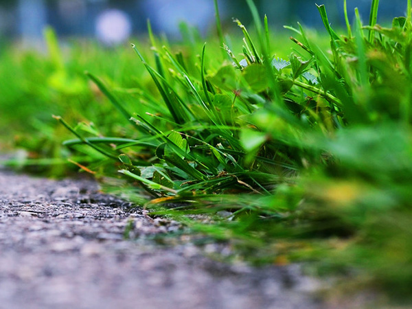 The Art of Edging and Trimming: How to Give Your Lawn a Polished, Professional Look