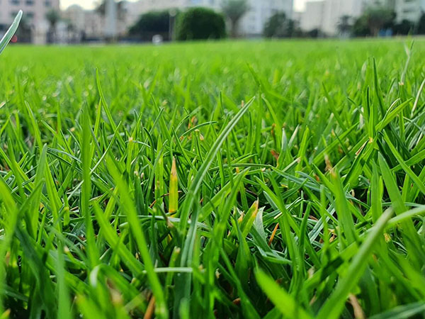 Signs that You Need to Fertilize Your Lawn