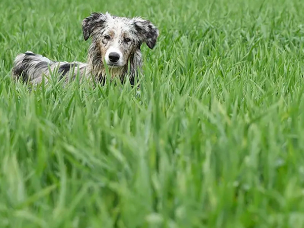 The Hidden Environmental Impact of Lawn Care and How to Make Greener Choices