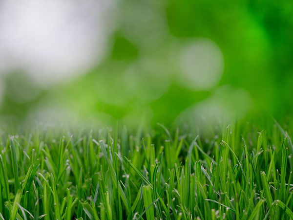 Why Soil pH Matters for a Healthy, Green Lawn