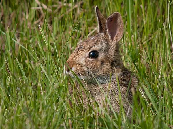 Creating a Beautiful, Wildlife-Friendly Lawn: Balancing Aesthetics and Ecology