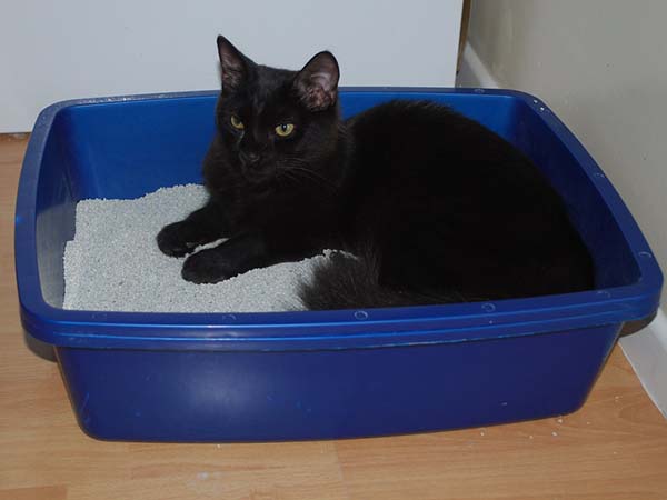 How to Litter Train a Kitten: A Practical Guide for New Cat Owners