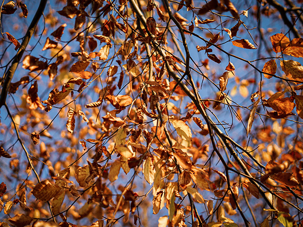 How to Help a Tree that Is Losing Its Leaves Prematurely