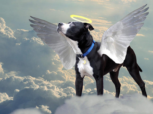 Helping Your Family Cope With the Loss of a Beloved Pet