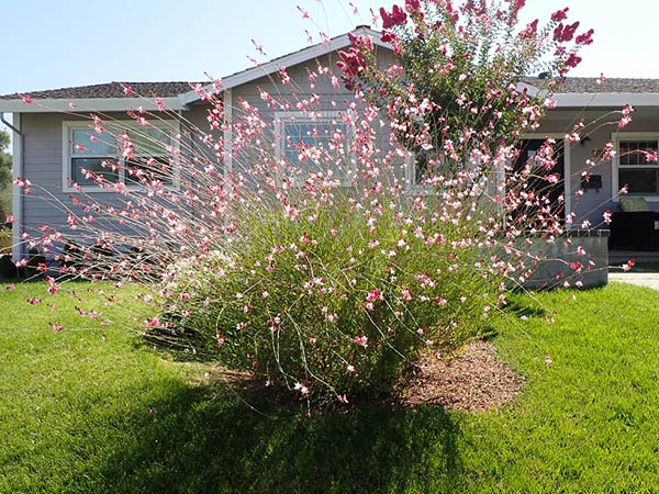 Designing a Low-Maintenance Landscape: Smart Strategies for a Beautiful, Stress-Free Yard