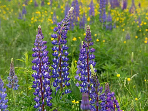 15 Beautiful Self-Seeding Flowers for a Low-Maintenance Backyard Garden