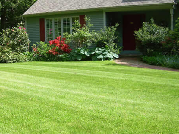 Choosing the Right Grass and Managing Weeds for a Healthy Lawn