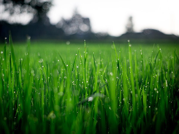 Ways That You May Be Damaging Your Lawn