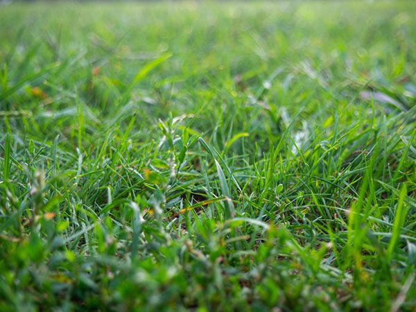 Choosing the Best Grass for Your Lawn: A Homeowner’s Guide to a Greener Yard