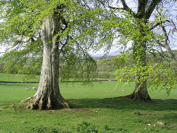 How to Successfully Transplant a Mature Tree: Expert Tips for Healthy Growth