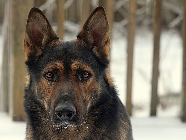 How Adopting a Dog Can Affect Your Homeowner’s Insurance