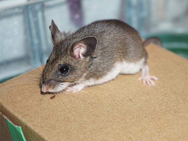 Cleaning Habits That Help Keep Mice Out of Your Home