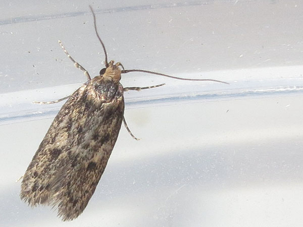 What to Do About a Moth Infestation