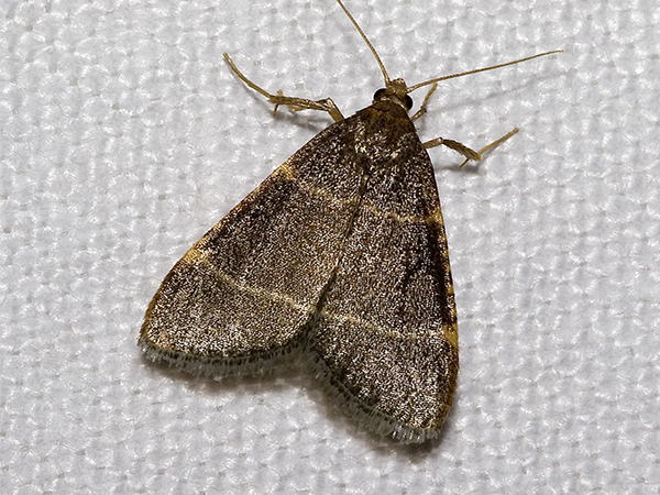 Do Mothballs Really Repel Household Pests?