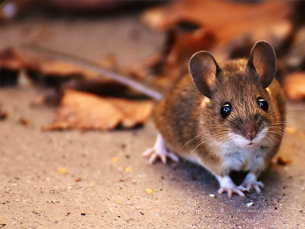 How to Identify Rodent Infestations in Your Home and Take Effective Action