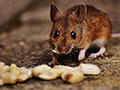 8 Practical Ways to Prevent Mice in Your Home