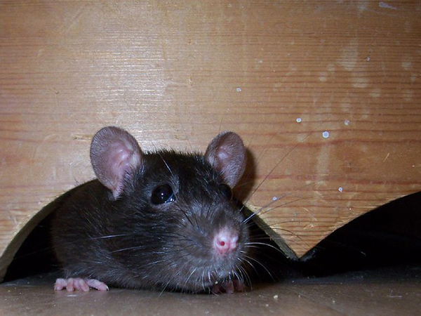 Top Signs that You Have a Mouse Problem
