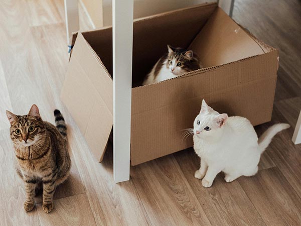 How to Make Moving Easier on Your Dog or Cat