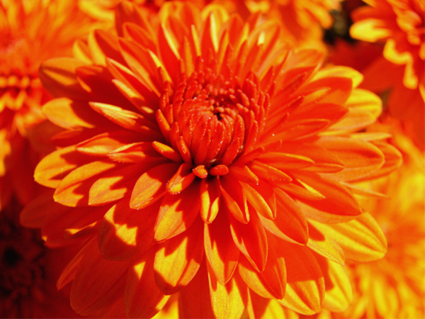 How to Make Mums Last Longer: Proven Tips for Vibrant Fall Color