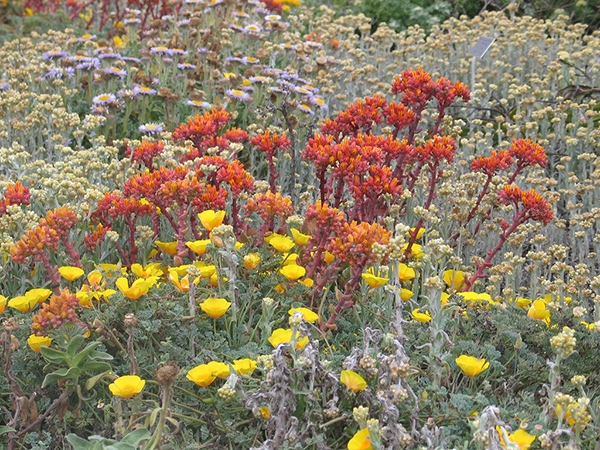 The Benefits of Native Plants: Creating a Sustainable and Vibrant Yard