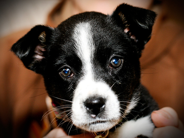 How to Prepare Your Home for a New Dog: A Practical Guide for New Pet Parents