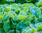 Do You Need to Protect Lettuce from Frost in the Garden?
