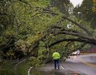 Why Wind Is More Dangerous When the Leaves Are Still on Trees