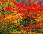 Why Leaves Change Color in the Fall | Gardener’s Path
