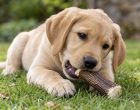 Puppy Teething Chews: What’s Safe and What to Avoid