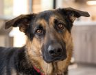 10 Critical Canine Health Risks You Should Know