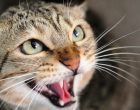 The Silent Health Problem Vets Say Most Cat Owners Never See Coming