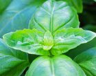 Tips for Growing Basil in Fall and Winter | Gardener’s Path