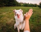 DIY Dog Training: How to Train Your Dog at Home with Practical, Positive Methods - Whole Dog Journal