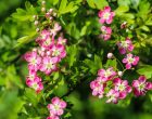 Research identifies garden trees best placed to tackle climate challenges