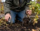 Leave the Roots or Pull the Plant? The Fall Cleanup Rule Gardeners Miss