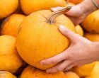 How to Pick the Best Pumpkin for Fall Soups