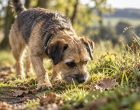 Why dogs need more than just a daily walk