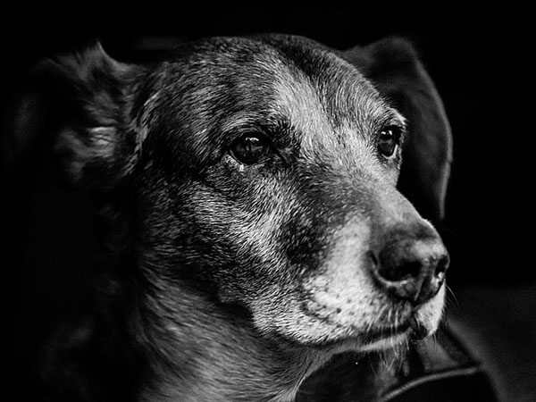 How to Support Your Dog’s Joint Health as They Age